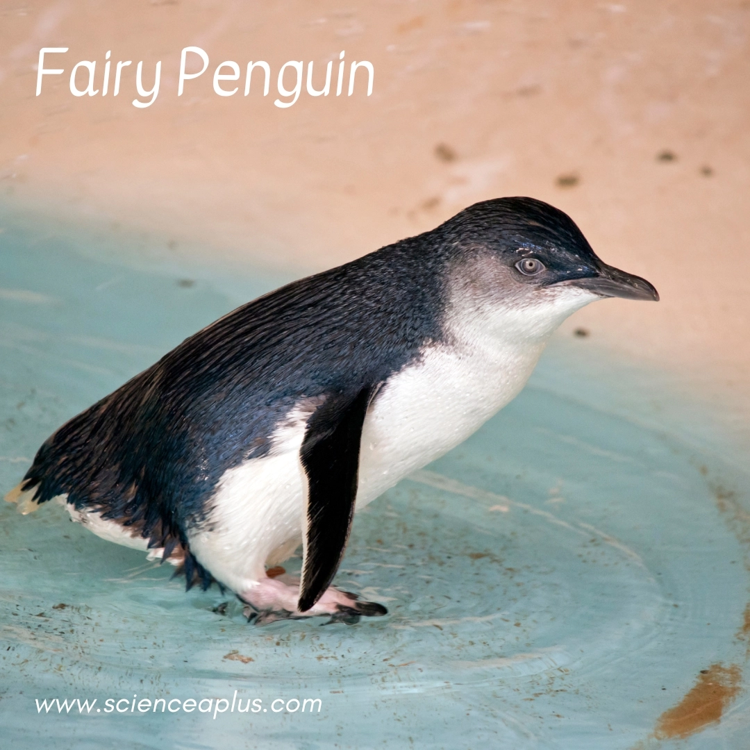 14. Fairy Penguin: – 39 animals that start with the letter "F"