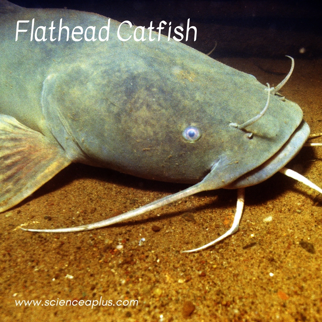 15. Flathead Catfish: – 39 animals that start with the letter "F"