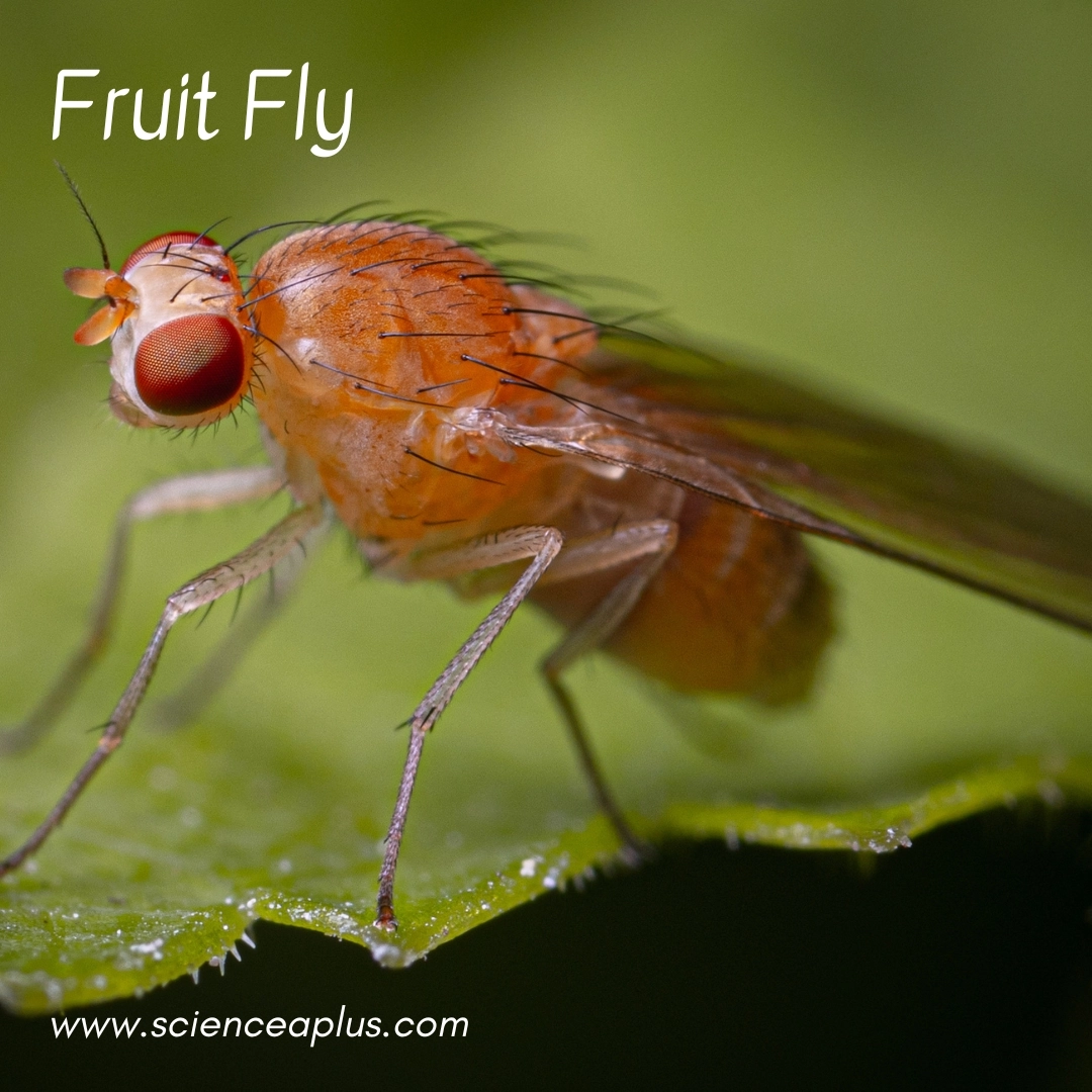 16. Fruit Fly: – 39 animals that start with the letter "F"