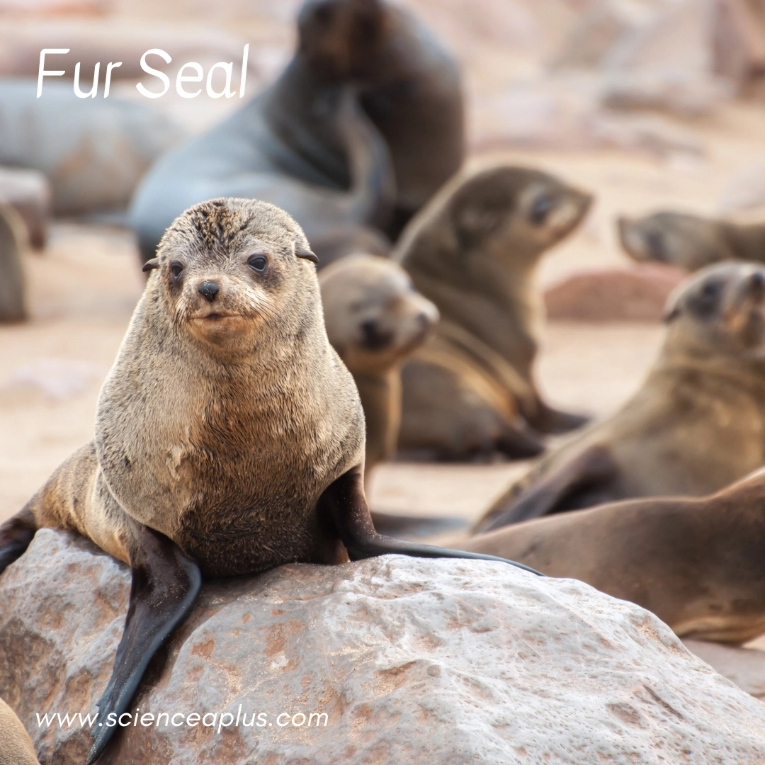 17. Fur Seal: – 39 animals that start with the letter "F"