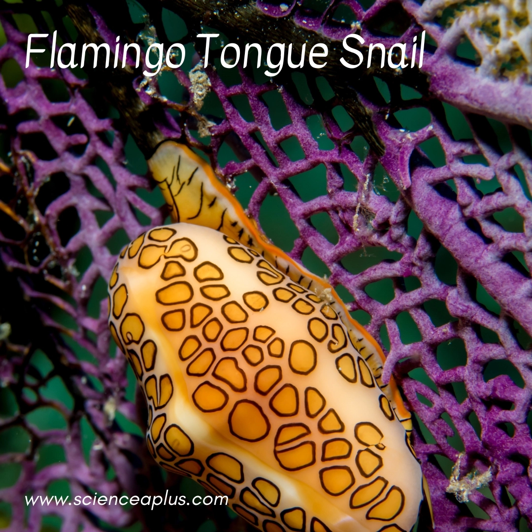 19. Flamingo Tongue Snail: – 39 animals that start with the letter "F"