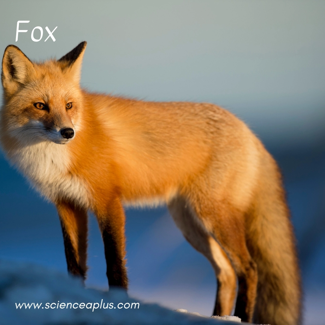 2. Fox: – 39 animals that start with the letter "F"
