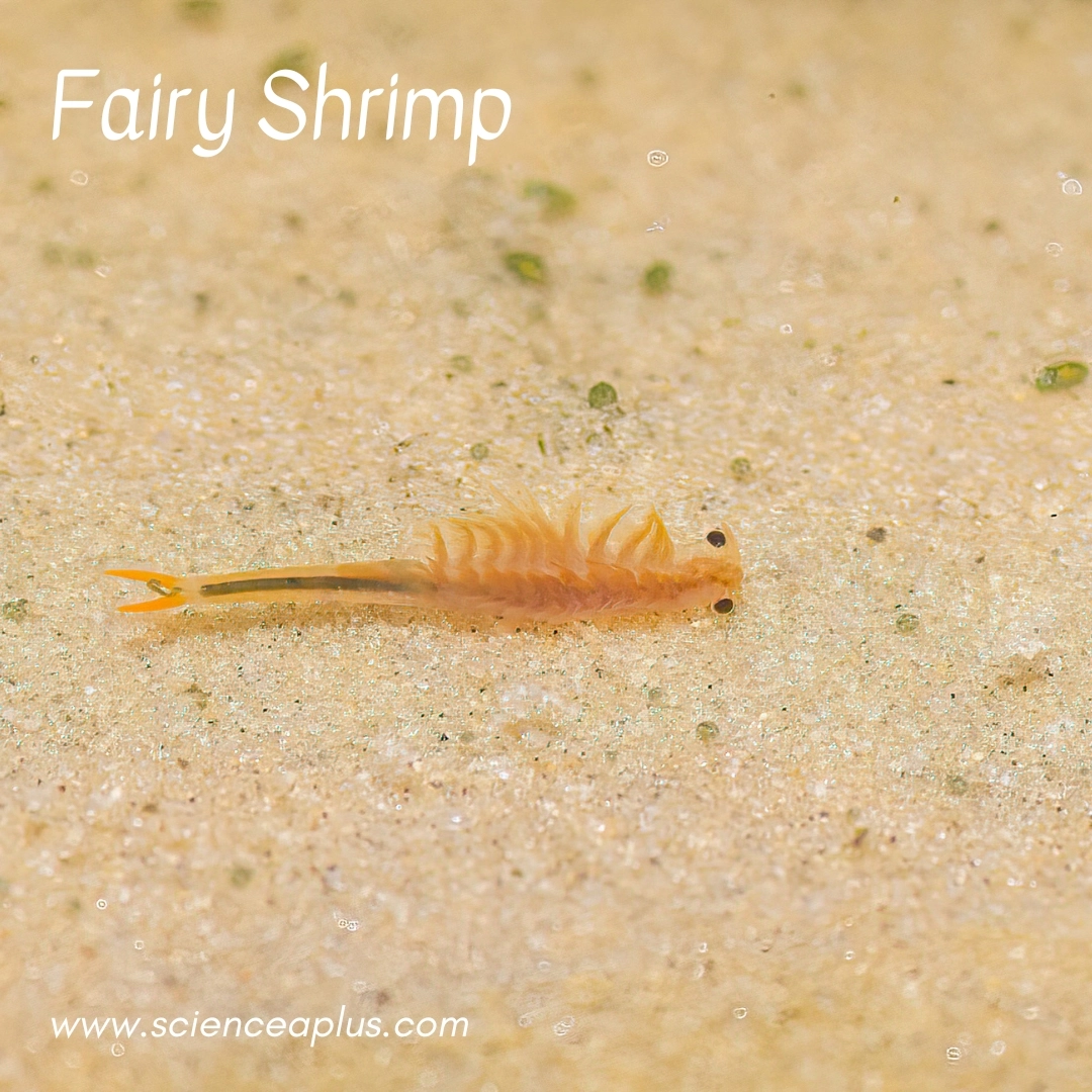 20. Fairy Shrimp: – 39 animals that start with the letter "F"