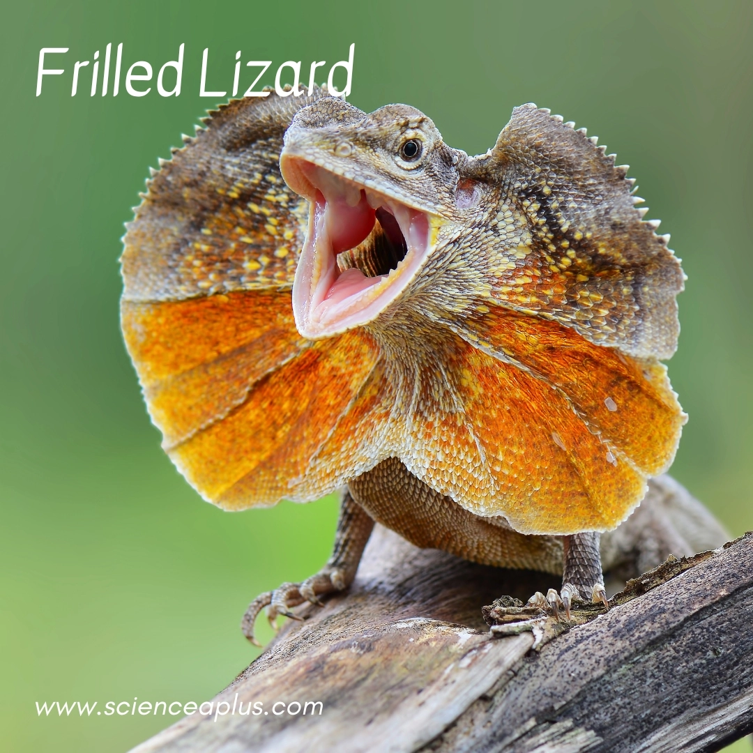 21. Frilled Lizard: – 39 animals that start with the letter "F"