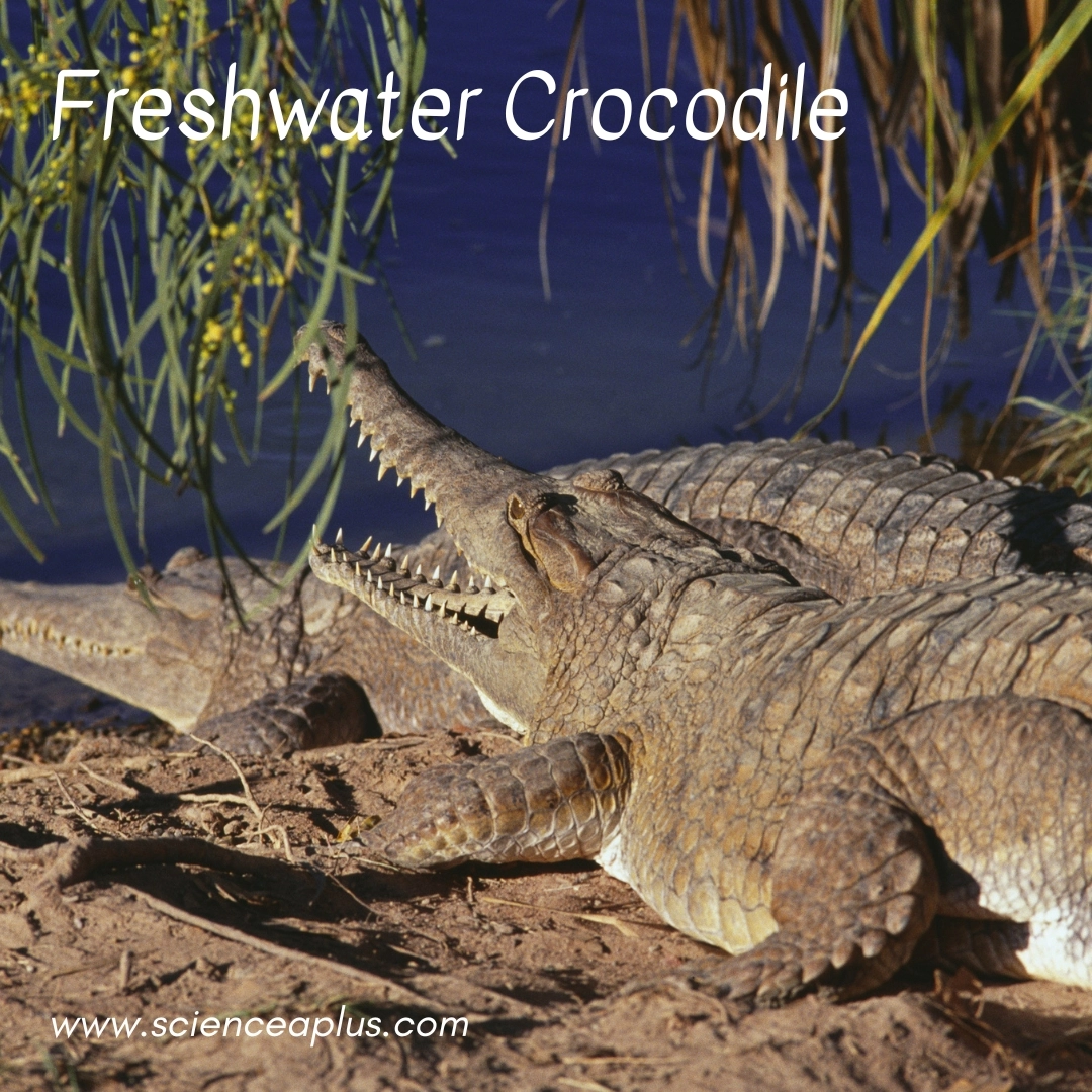 22. Freshwater Crocodile: – 39 animals that start with the letter "F"