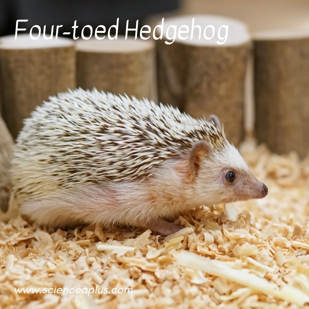 23. Four-toed Hedgehog: – 39 animals that start with the letter "F"