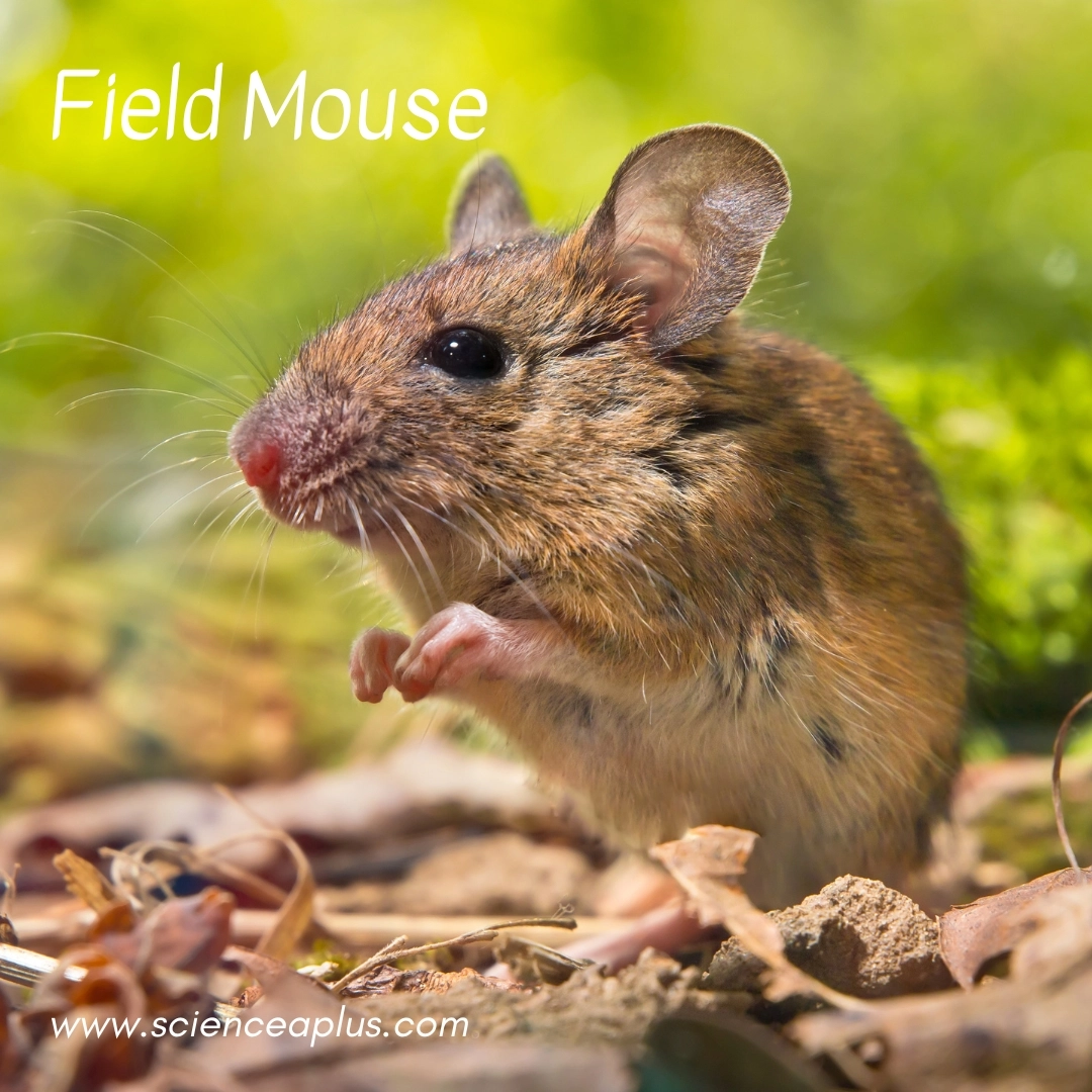 24. Field Mouse: – 39 animals that start with the letter "F"