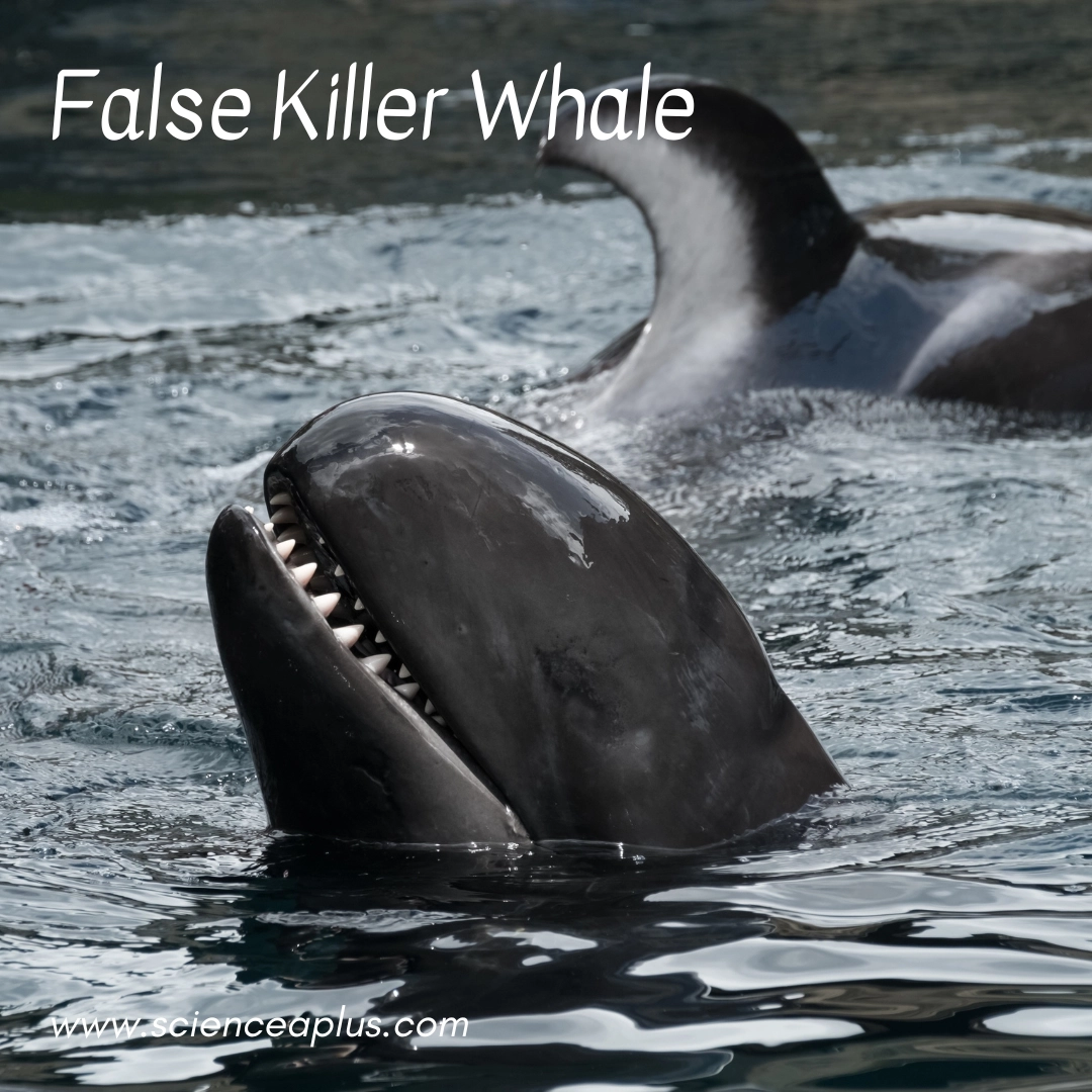 25. False Killer Whale: – 39 animals that start with the letter "F"