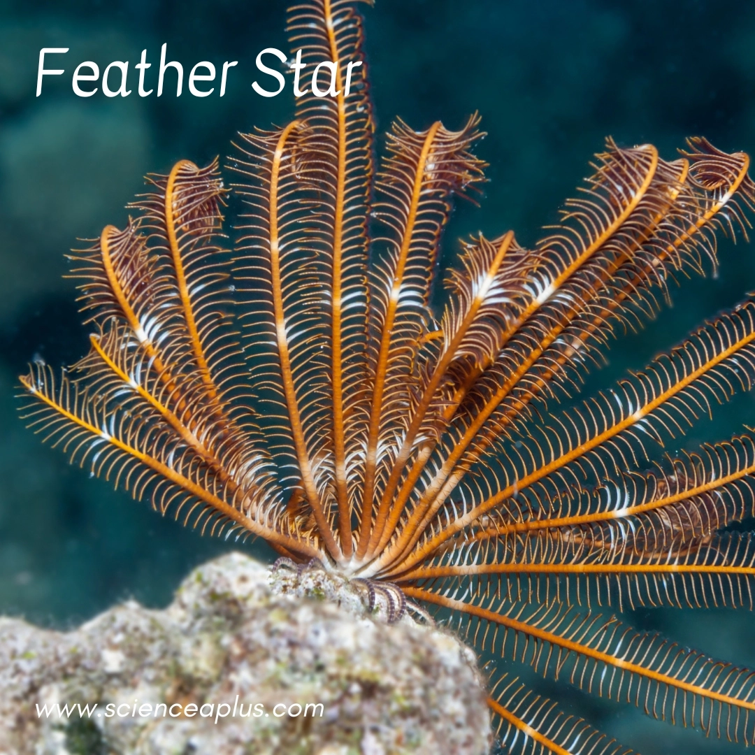 26. Feather Star: – 39 animals that start with the letter "F"