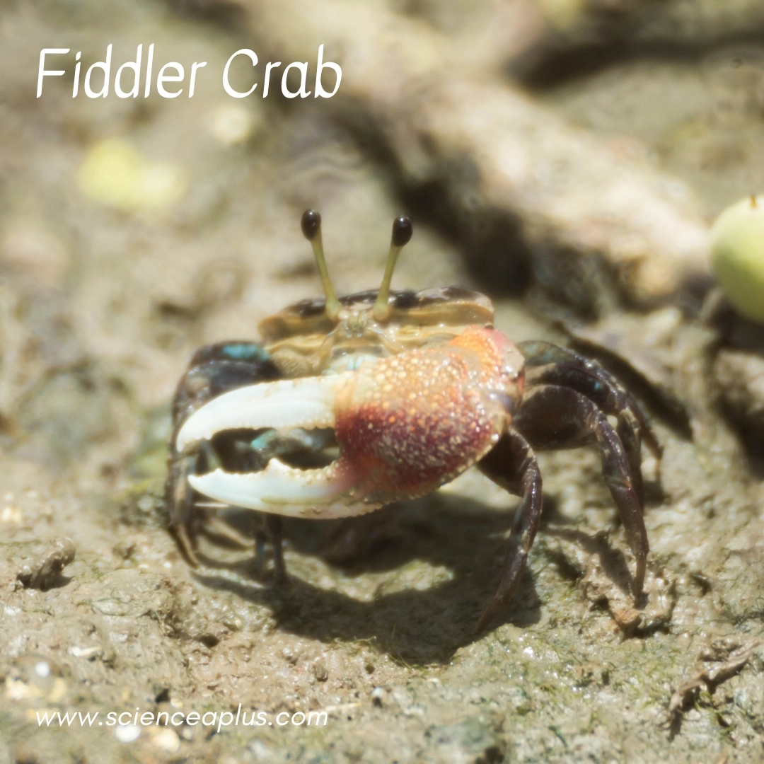 27. Fiddler Crab: – 39 animals that start with the letter "F"