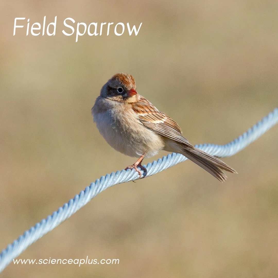 28. Field Sparrow: – 39 animals that start with the letter "F"