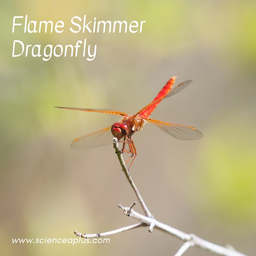 29. Flame Skimmer Dragonfly: – 39 animals that start with the letter "F"