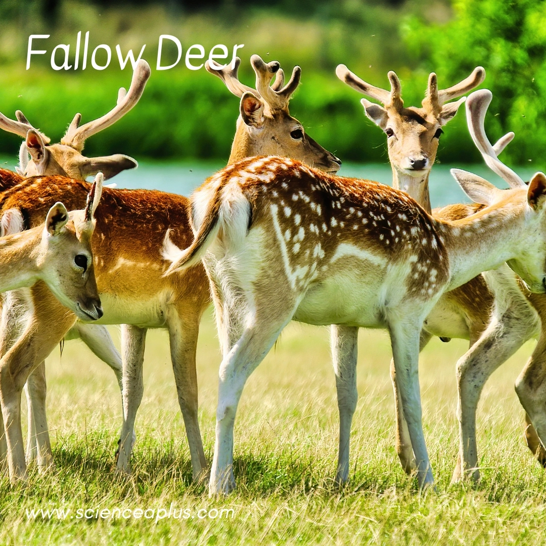 30. Fallow Deer: – 39 animals that start with the letter "F"