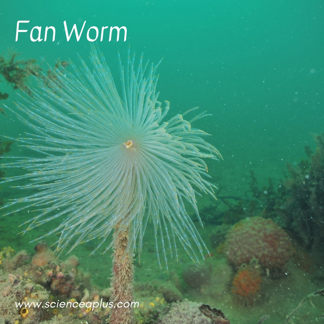 31. Fan Worm: – 39 animals that start with the letter "F"