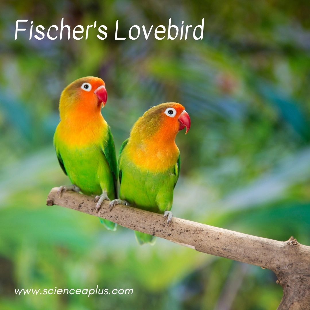 32. Fischer's Lovebird: – 39 animals that start with the letter "F"