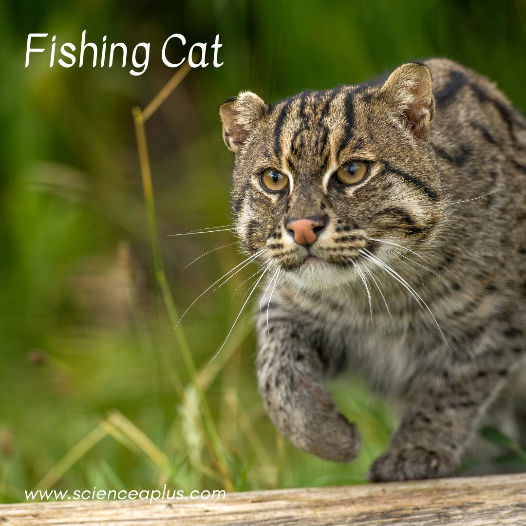 33. Fishing Cat: – 39 animals that start with the letter "F"