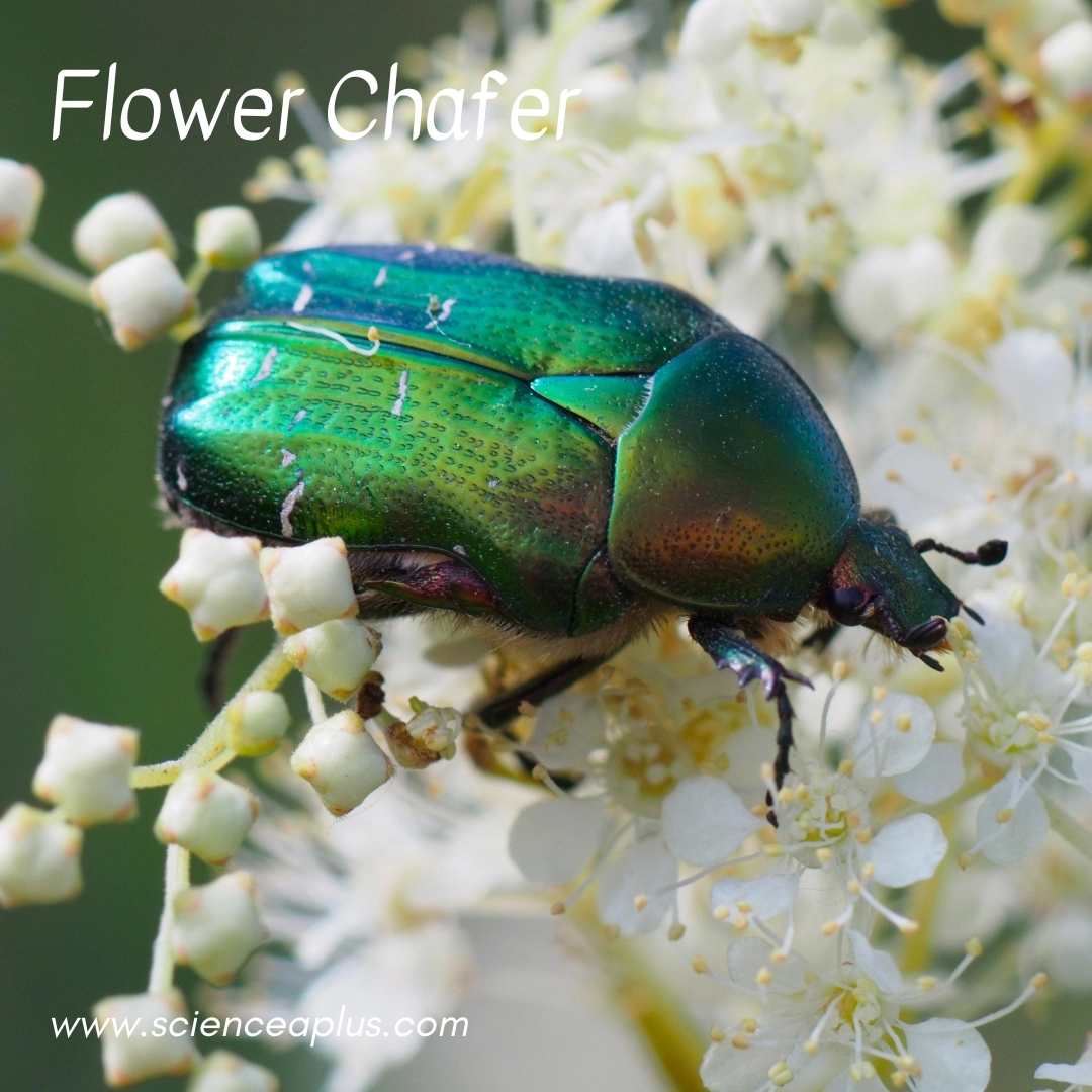34. Flower Chafer: – 39 animals that start with the letter "F"