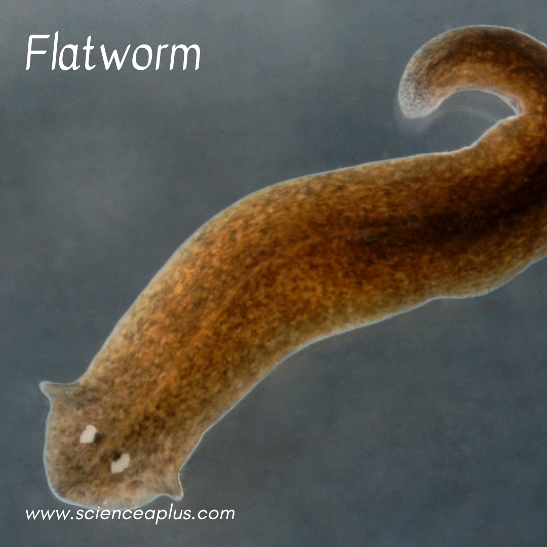 35. Flatworm: – 39 animals that start with the letter "F"