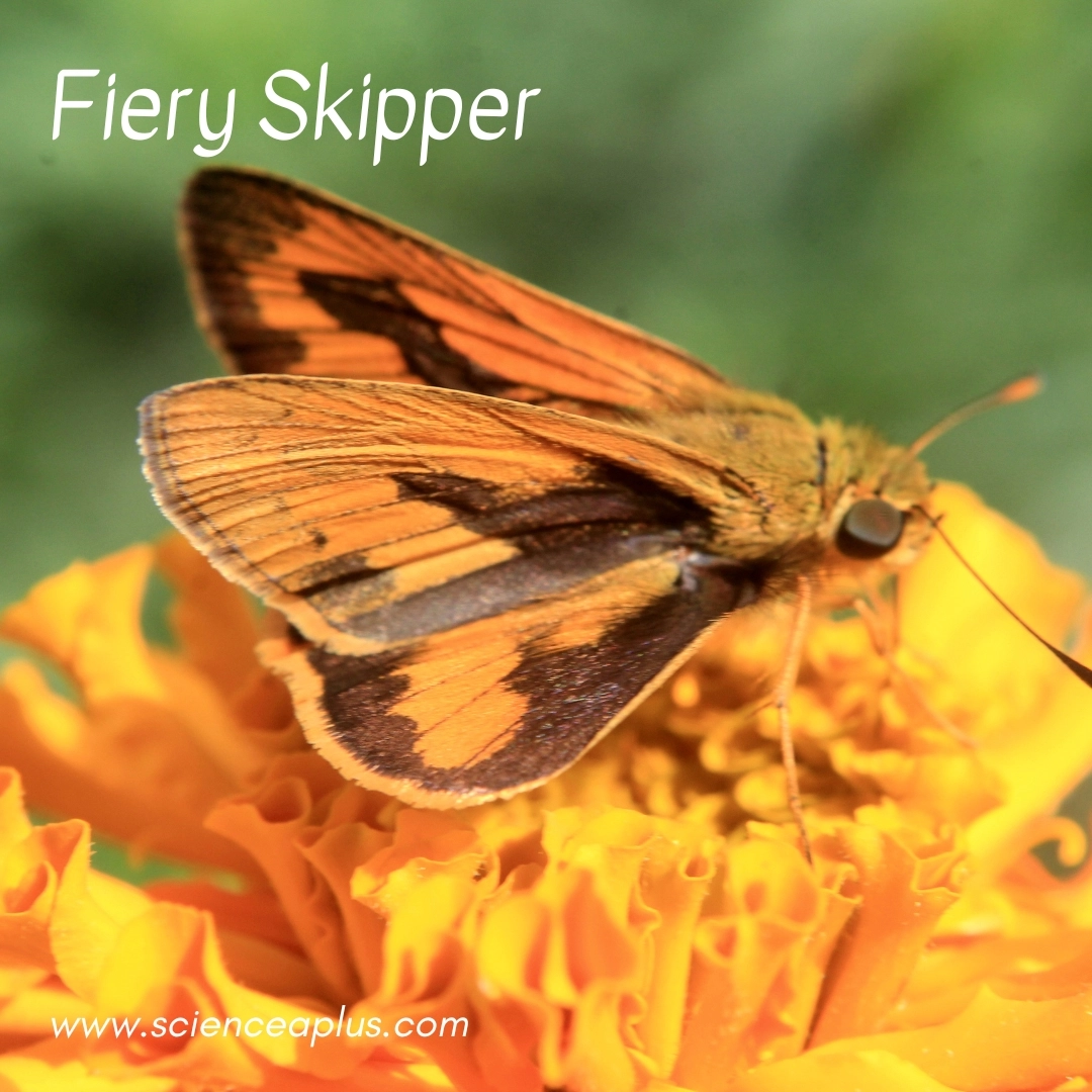 36. Fiery Skipper: – 39 animals that start with the letter "F"