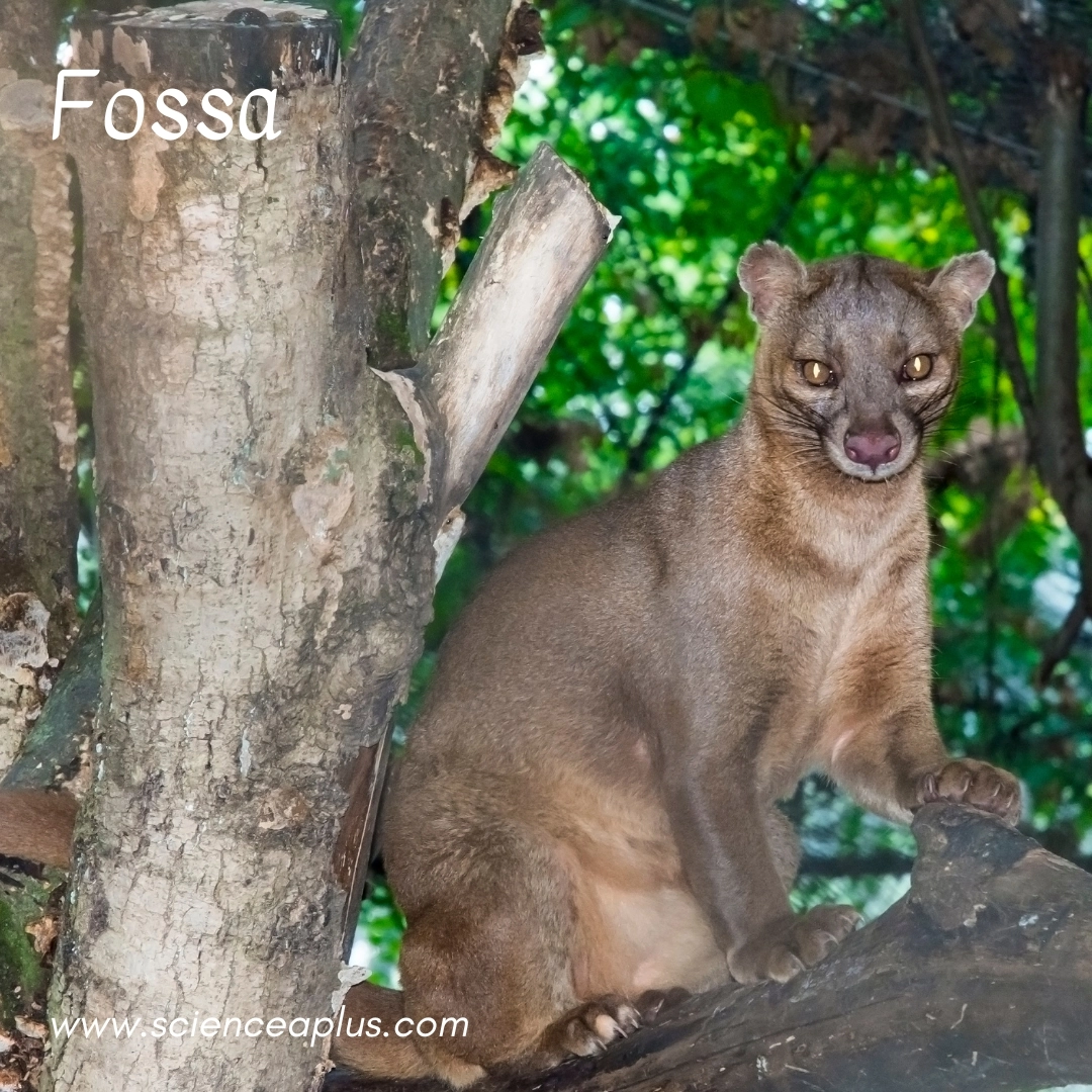 37. Fossa: – 39 animals that start with the letter "F"