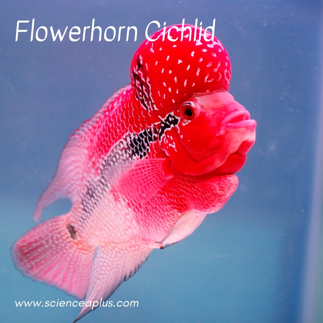 38. Flowerhorn Cichlid: – 39 animals that start with the letter "F"