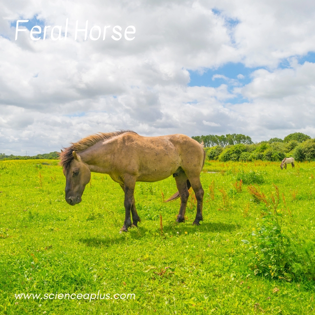 39. Feral Horse: – 39 animals that start with the letter "F"