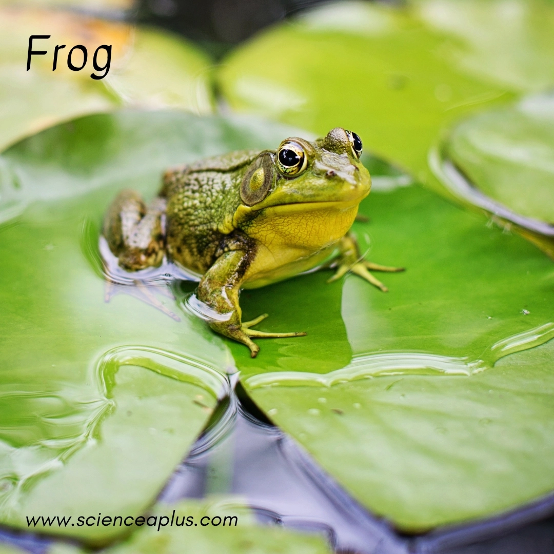 4. Frog: – 39 animals that start with the letter "F"