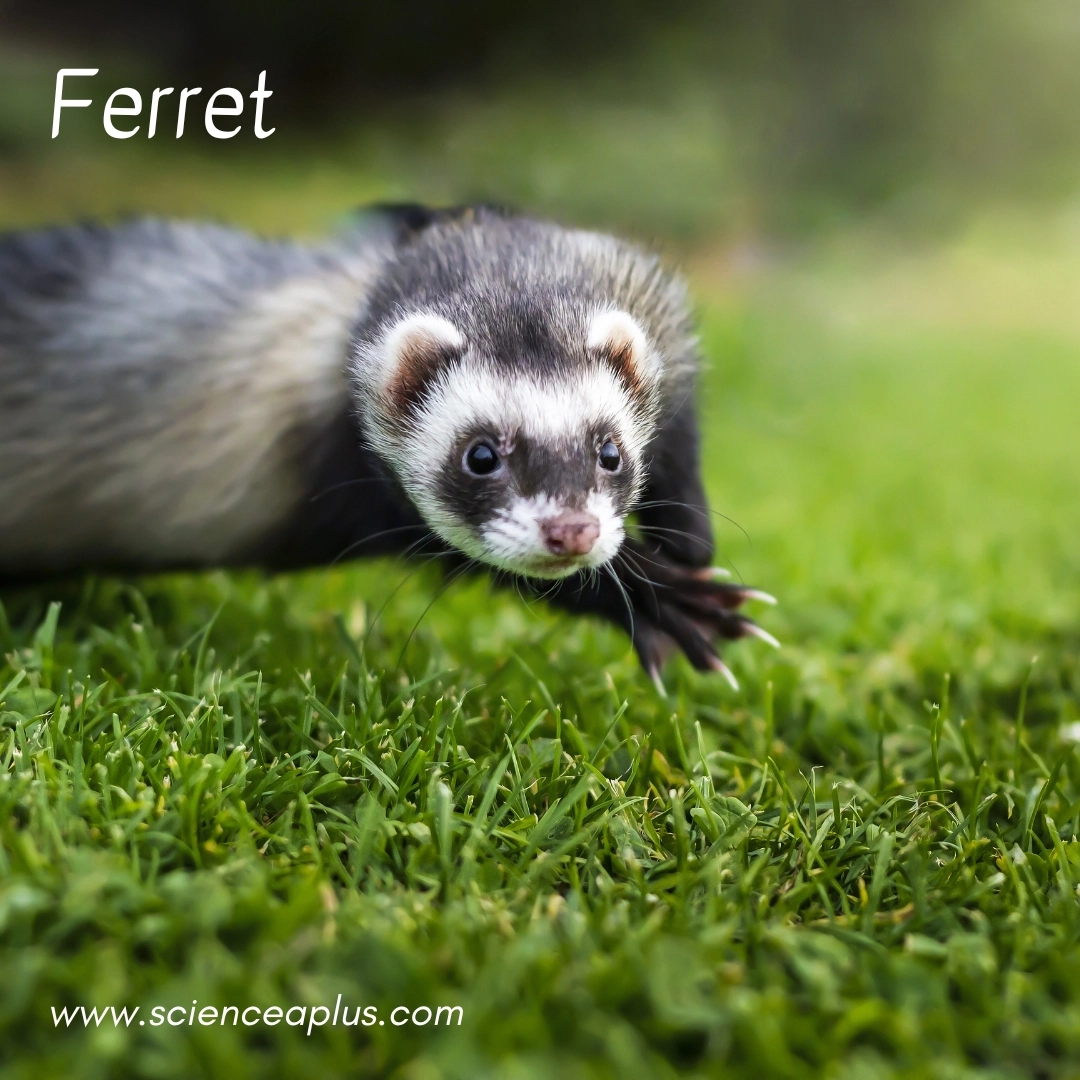 5. Ferret: – 39 animals that start with the letter "F"