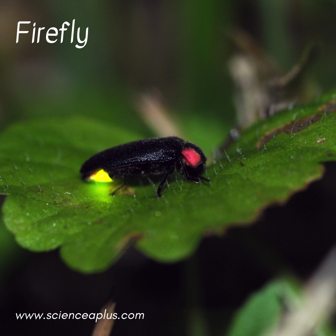 6. Firefly: – 39 animals that start with the letter "F"