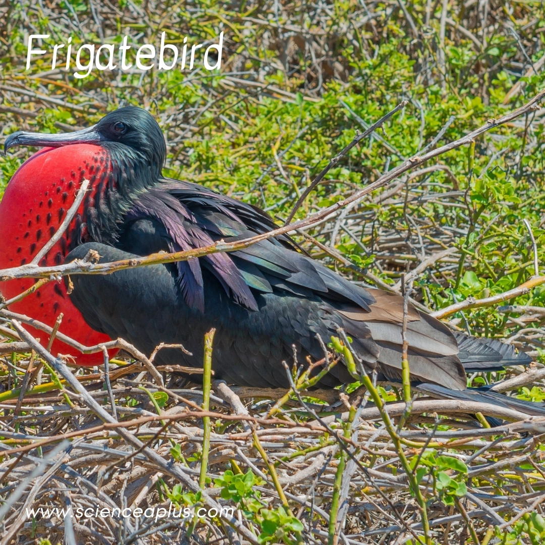 8. Frigatebird: – 39 animals that start with the letter "F"