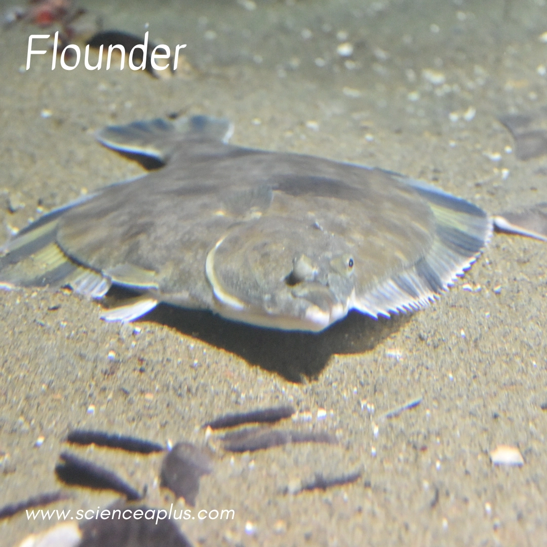 9. Flounder: – 39 animals that start with the letter "F"