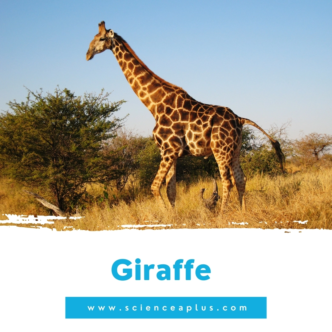 39 animals that start with the letter "G"