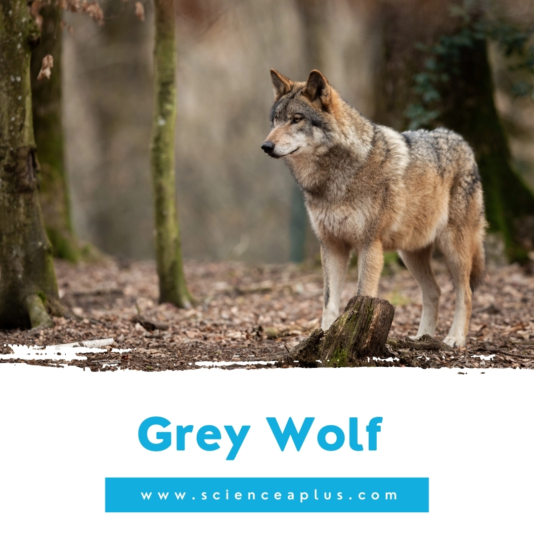 10. Grey Wolf: – 39 animals that start with the letter "G"