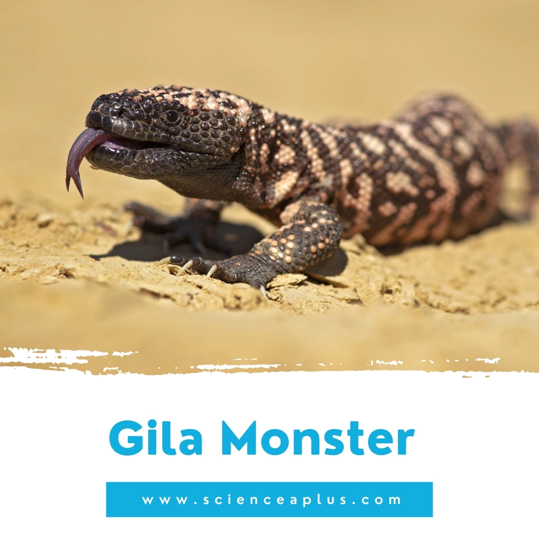 11. Gila Monster: – 39 animals that start with the letter "G"