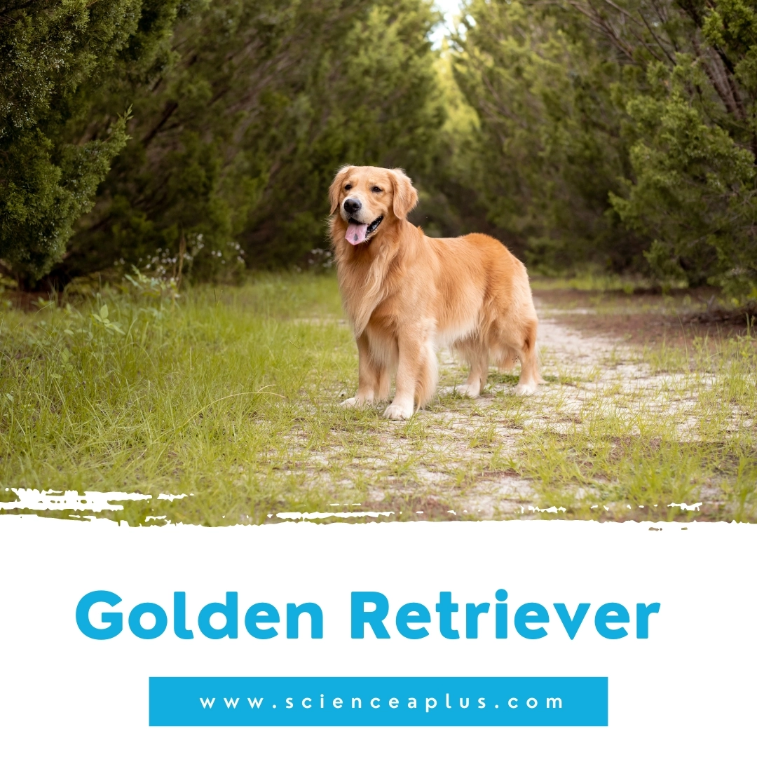 12. Golden Retriever: – 39 animals that start with the letter "G"