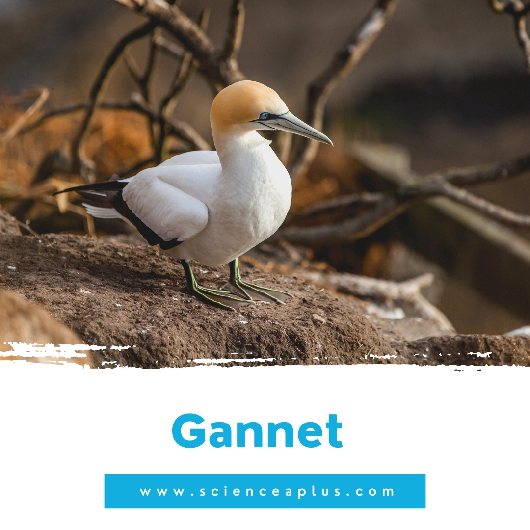 13. Gannet: – 39 animals that start with the letter "G"