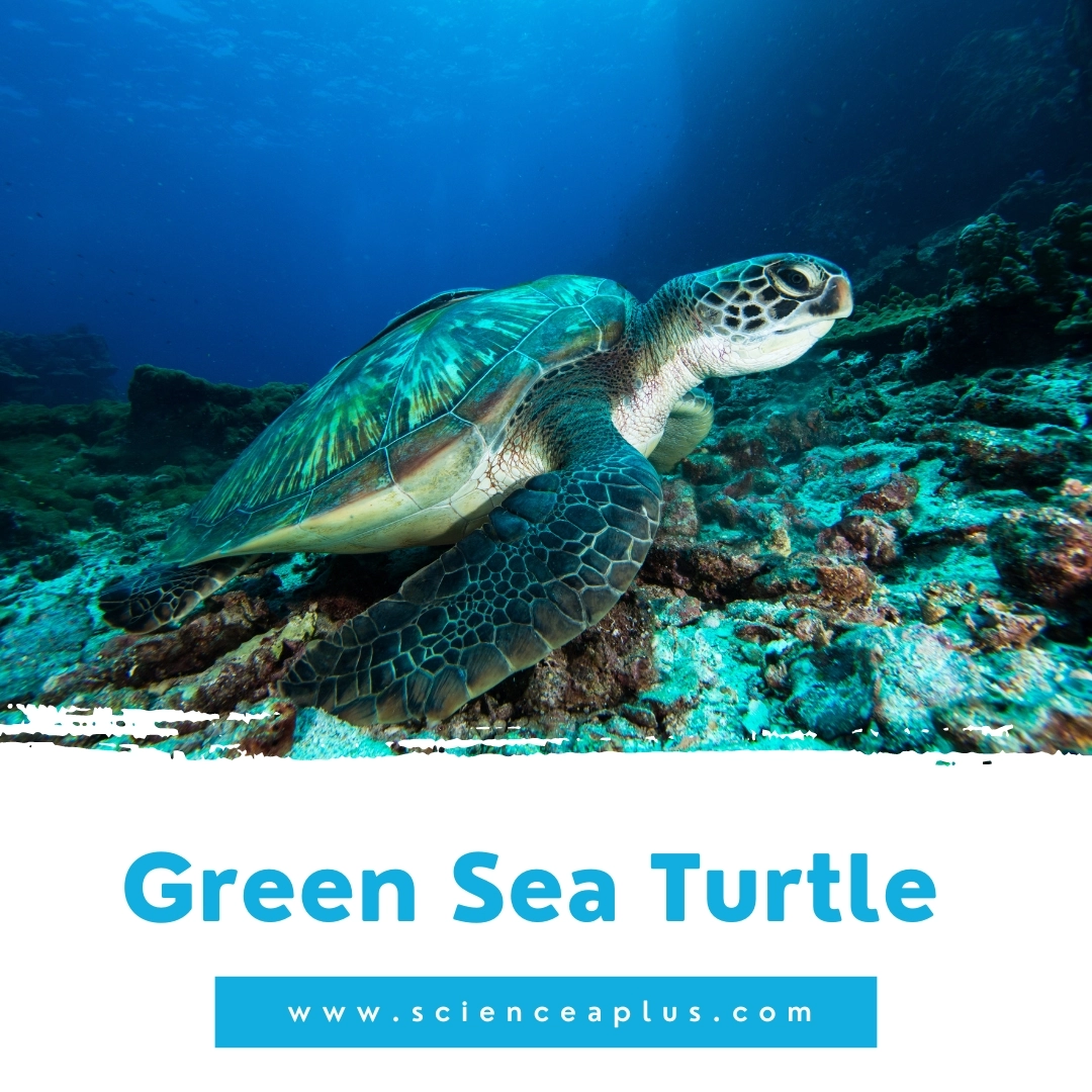 14. Green Sea Turtle: – 39 animals that start with the letter "G"