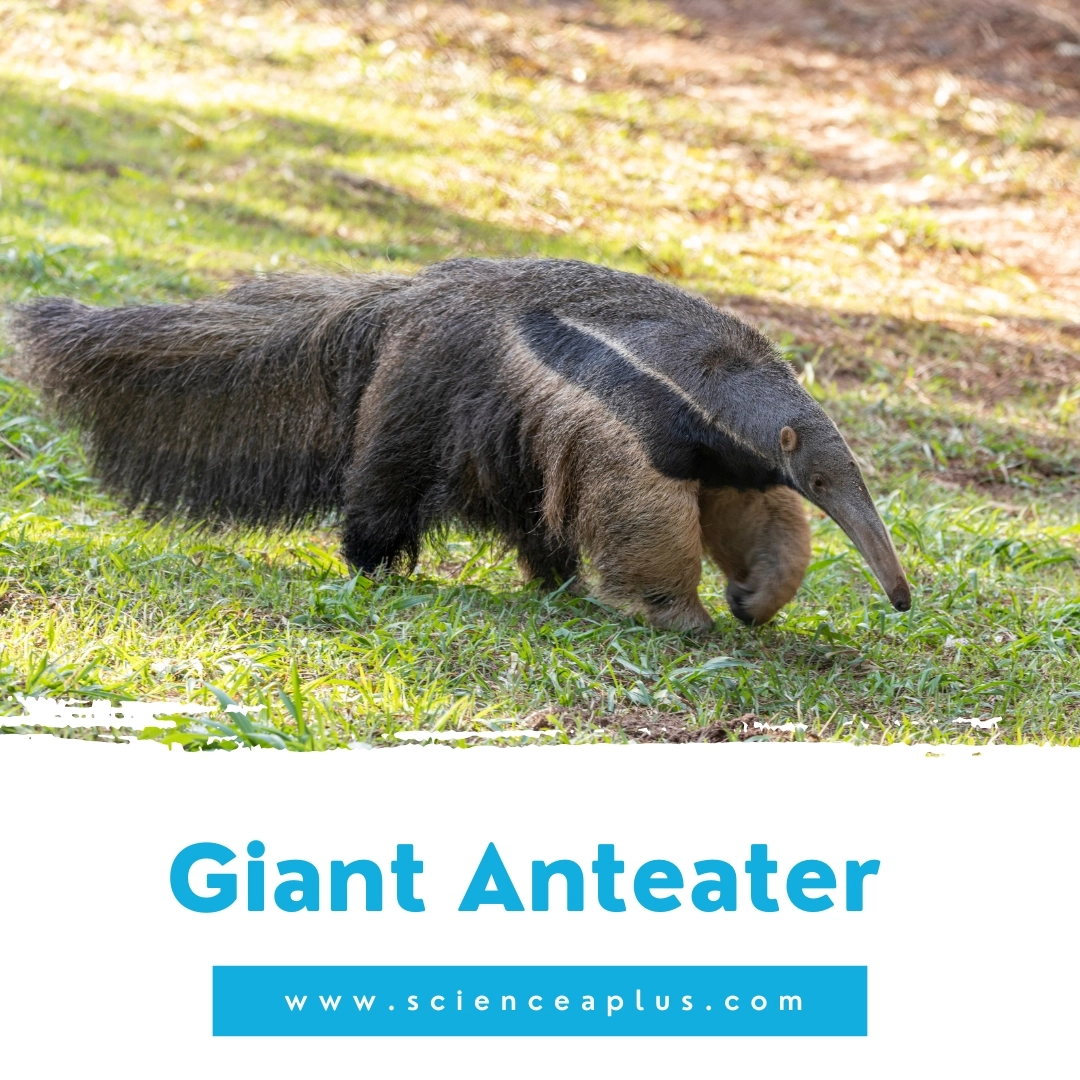 15. Giant Anteater: – 39 animals that start with the letter "G"