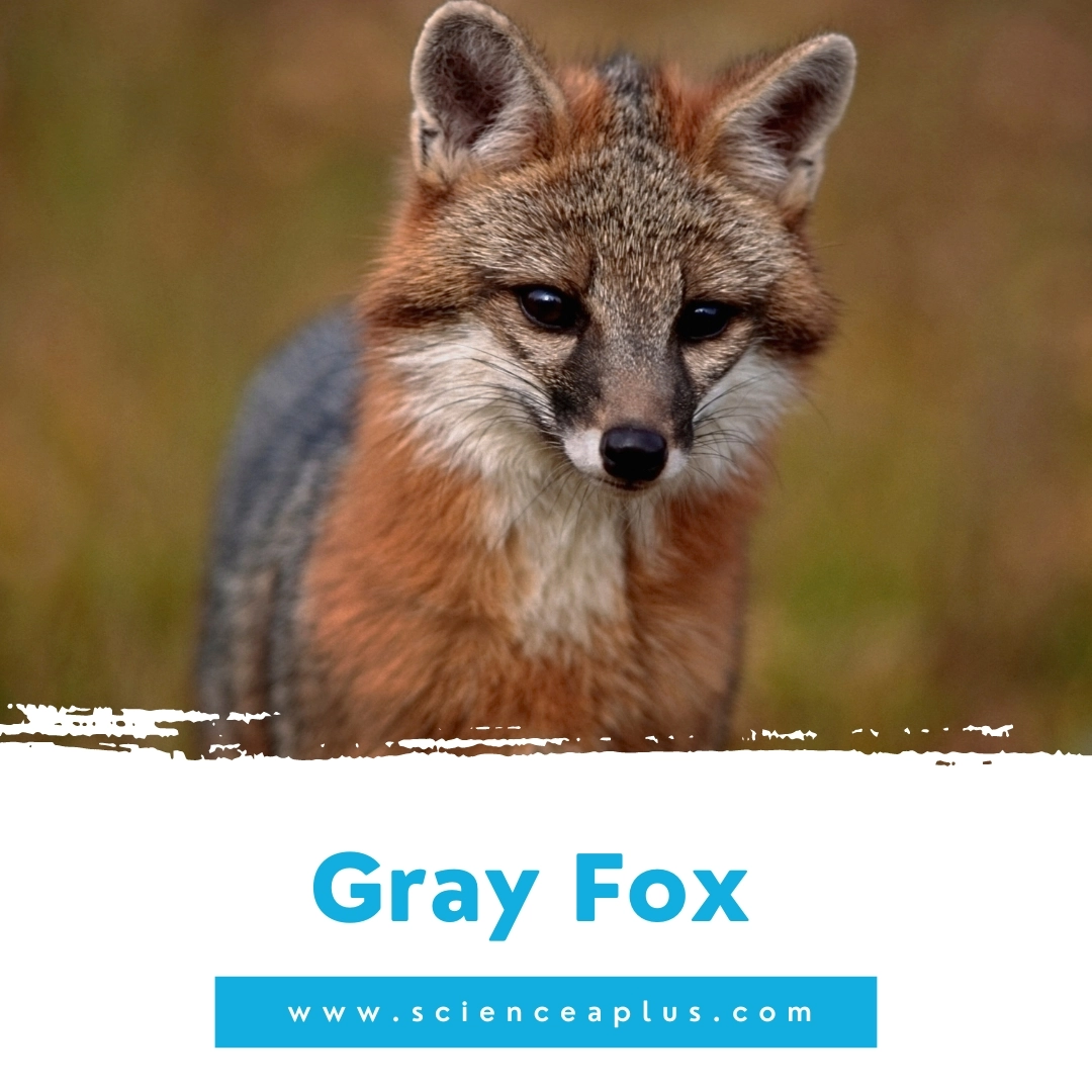 16. Gray Fox: – 39 animals that start with the letter "G"