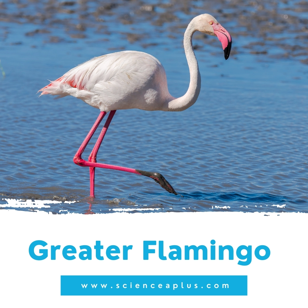 17. Greater Flamingo: – 39 animals that start with the letter "G"