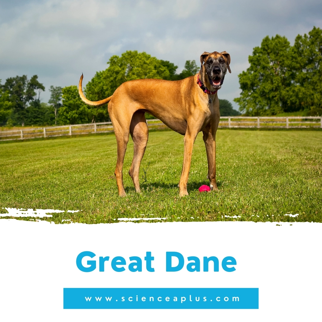 18. Great Dane: – 39 animals that start with the letter "G"
