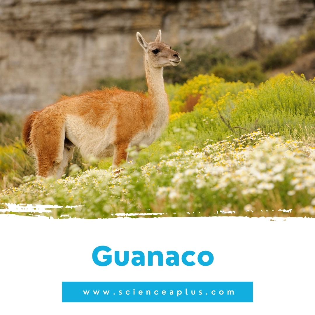 19. Guanaco: – 39 animals that start with the letter "G"