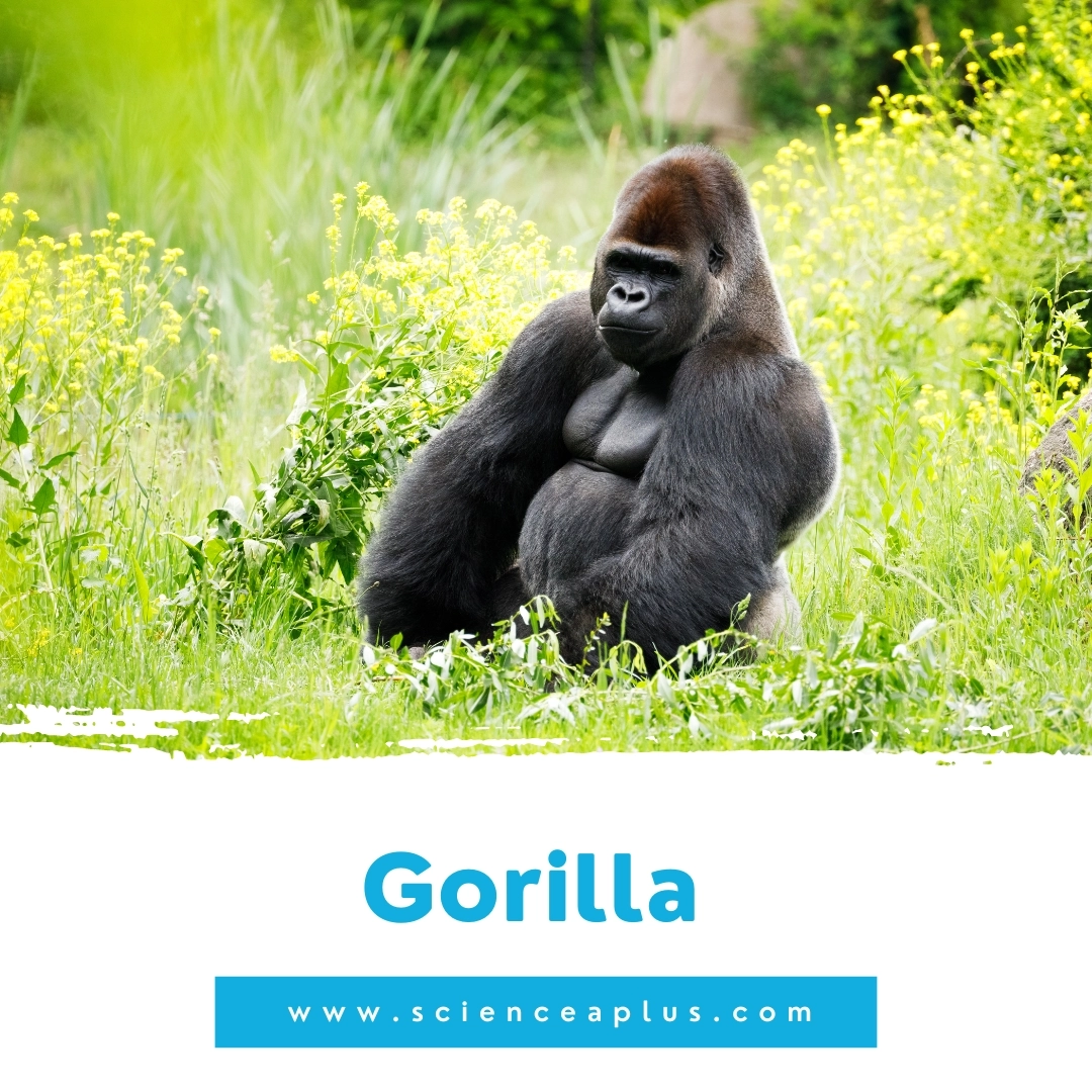 2. Gorilla: – 39 animals that start with the letter "G"