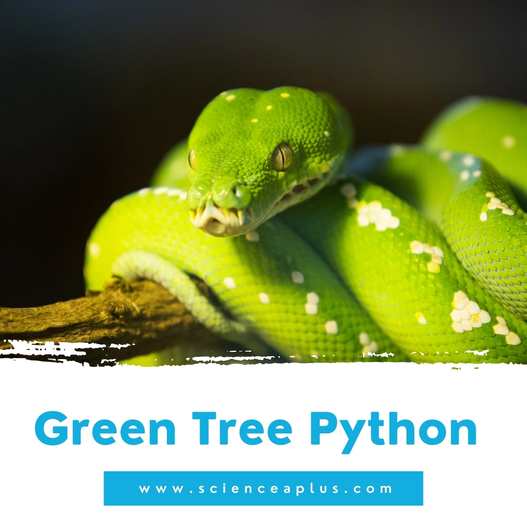 20. Green Tree Python: – 39 animals that start with the letter "G"