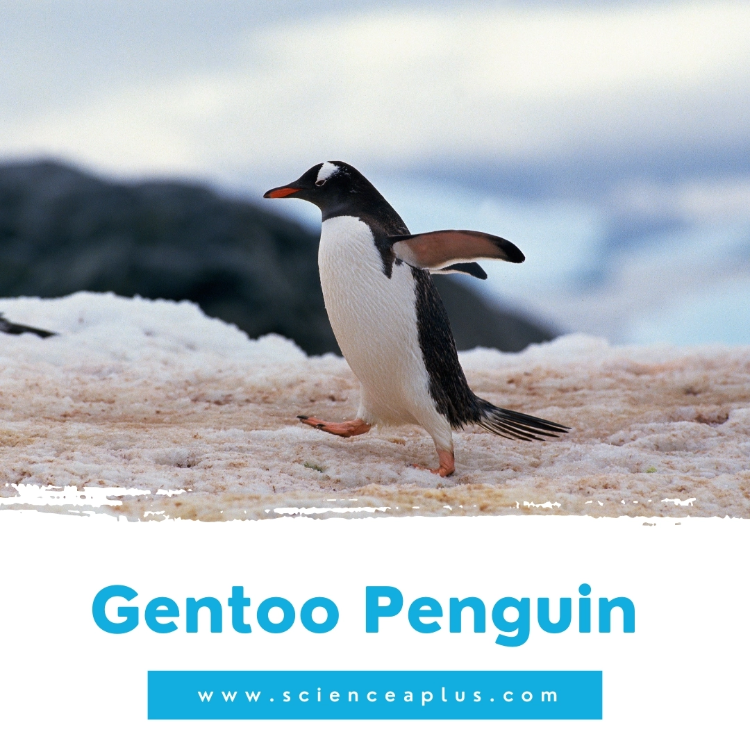21. Gentoo Penguin: – 39 animals that start with the letter "G"