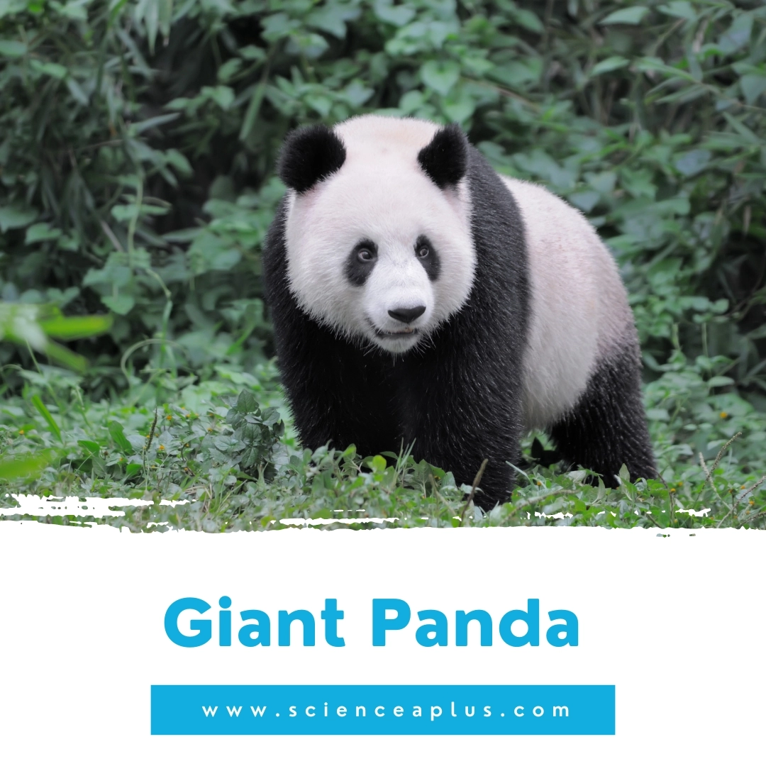 22. Giant Panda: – 39 animals that start with the letter "G"