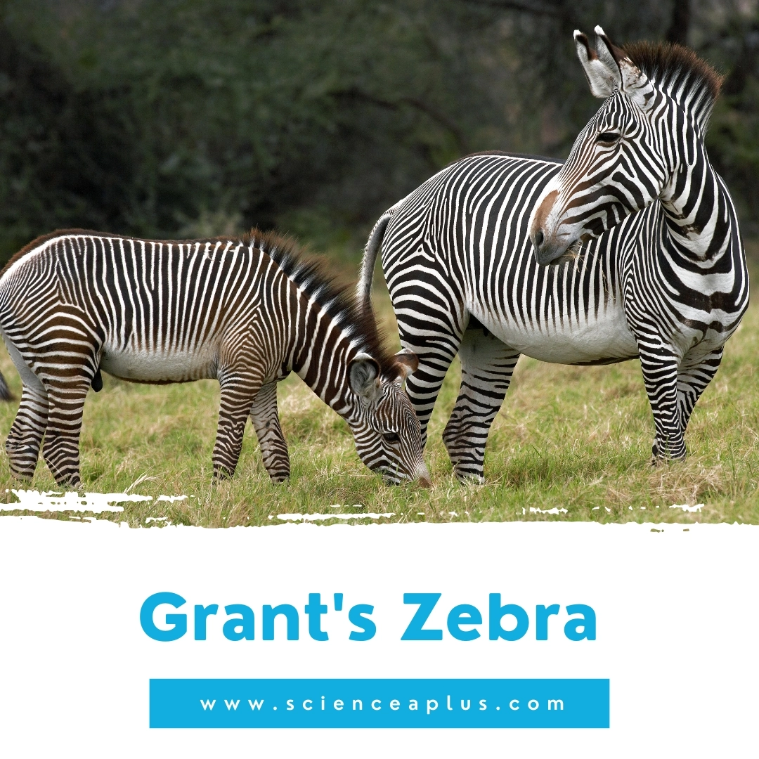 23. Grant's Zebra: – 39 animals that start with the letter "G"