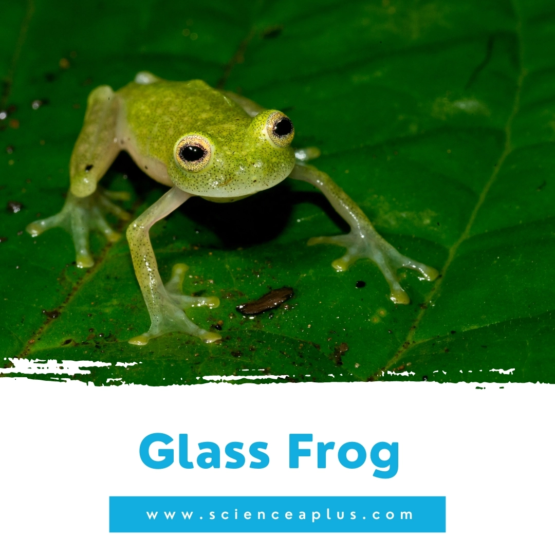 24. Glass Frog: – 39 animals that start with the letter "G"