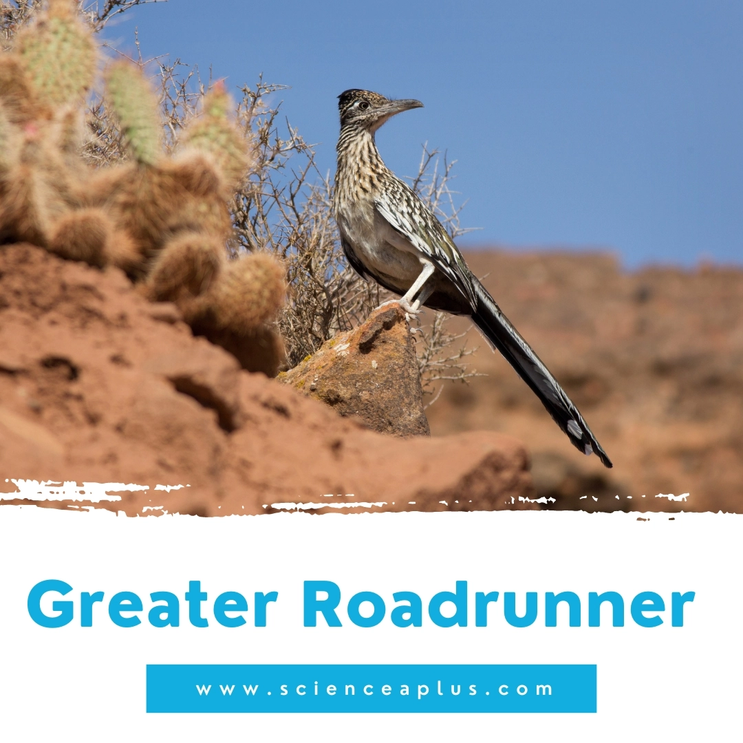 25. Greater Roadrunner: – 39 animals that start with the letter "G"