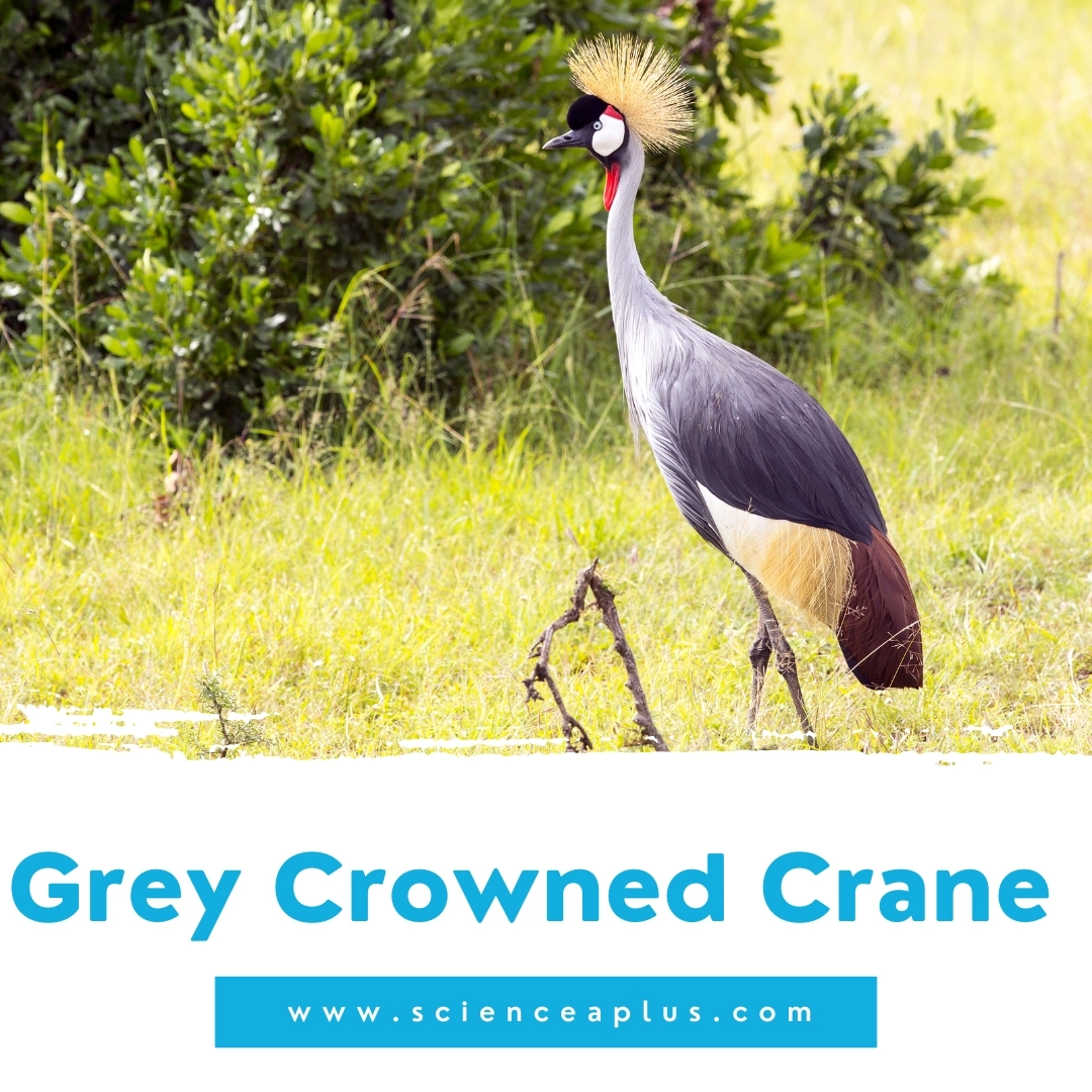 26. Grey Crowned Crane: – 39 animals that start with the letter "G"